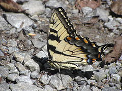Appalachian Tiger Swallowtail ....ohne "s"