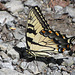 Appalachian Tiger Swallowtail ....ohne "s"