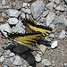 Appalachian Tiger Swallowtails ...mit "s"