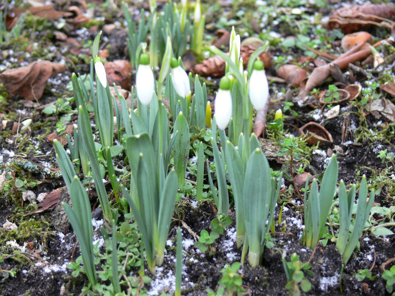 liebenswerte Frühlingsboten