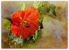 Abutilon - essai texture