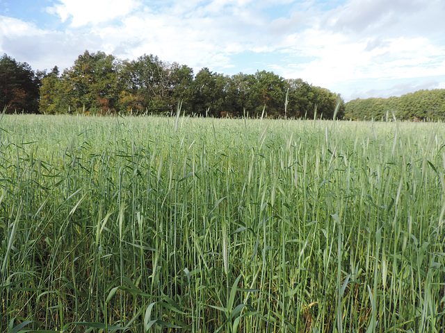 Getreidefeld am 21.10.2014