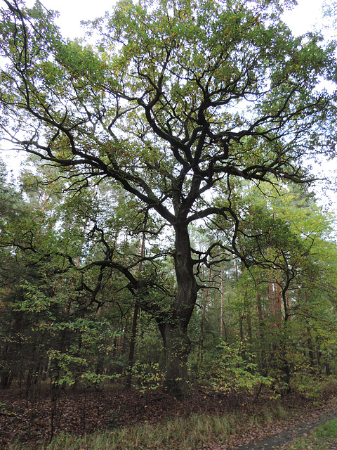 Eiche im Alexanderdorfer Forst