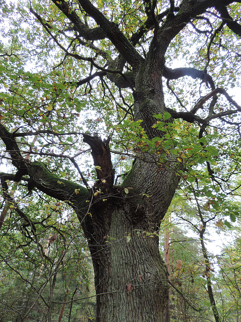 Eiche im Alexanderdorfer Forst