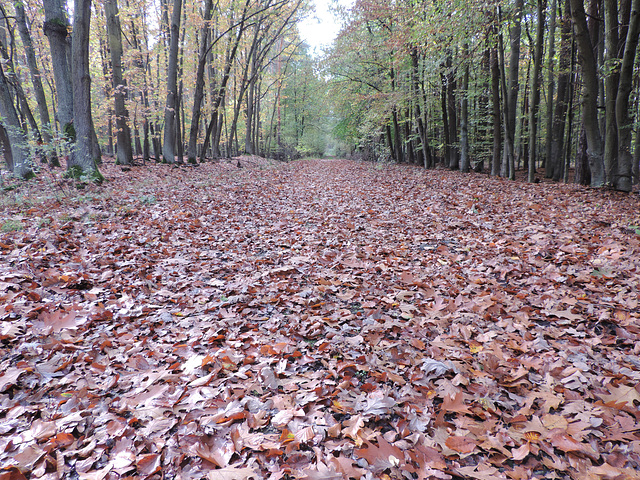 Herbstlaub im Mischwald