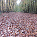 Herbstlaub im Mischwald