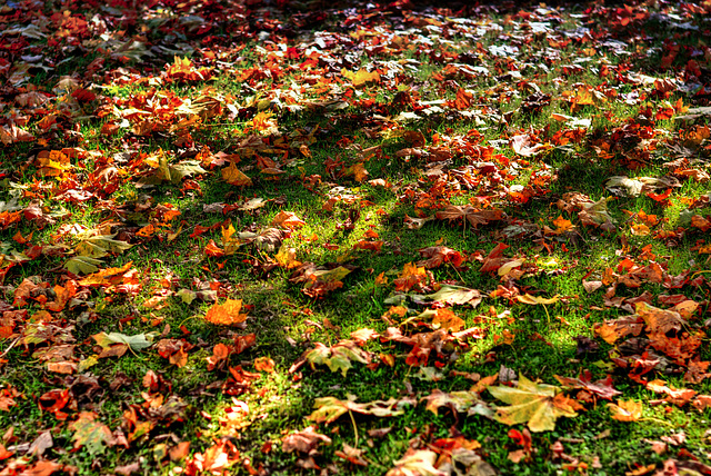 Herbstlaub