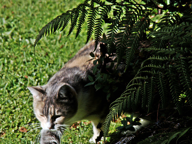 Honey in the garden