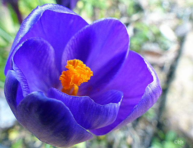 Les crocus se font la belle