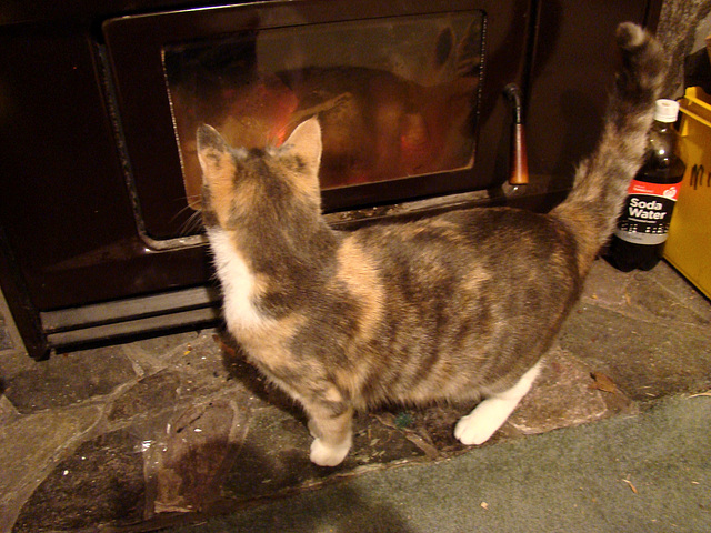 Honey loves the fire.