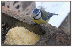 Mésange bleue