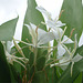 Flores blancas de Costa Rica