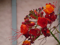 Flores rojas de Costa Rica