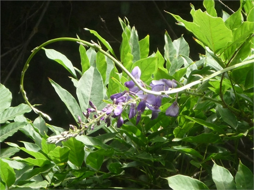 Tardía flor del aire