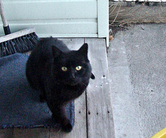 Blackie at front door