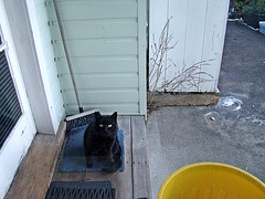 Blackie on the doorstep