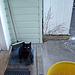 Blackie on the doorstep