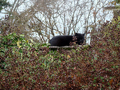Blackie on the fence