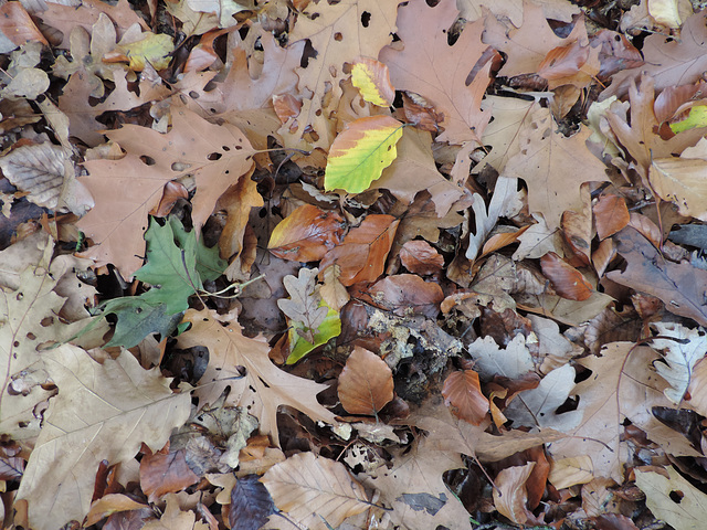 Herbstlaub