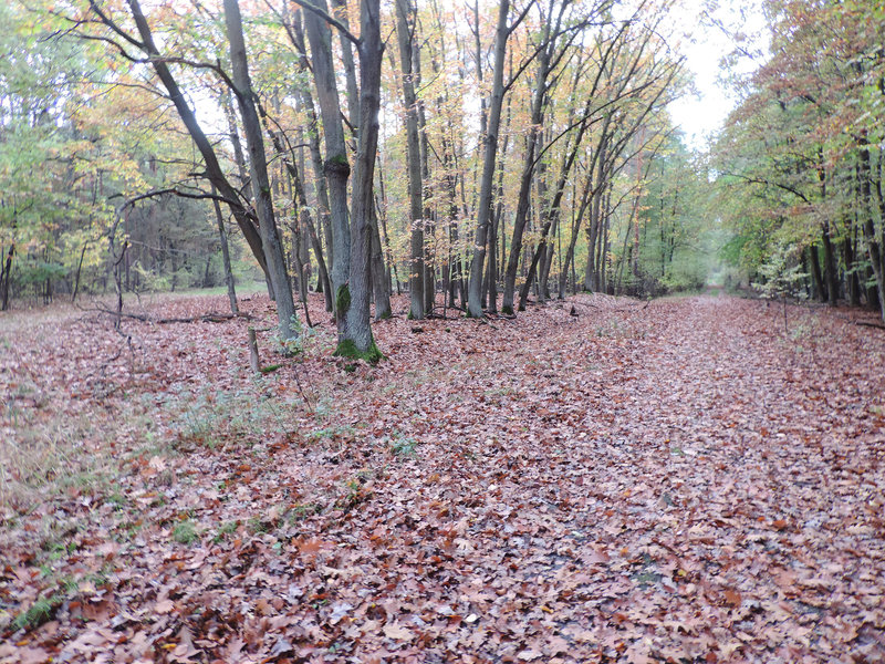 Herbststimmung im Mischwald