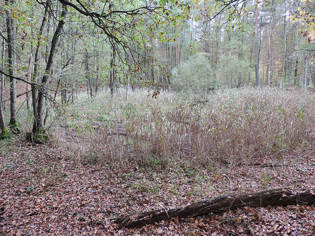 Kleiner Tümpel im Wald