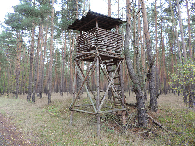 Hochstand im Kiefernwald