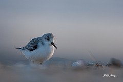 Bécasseau sanderling