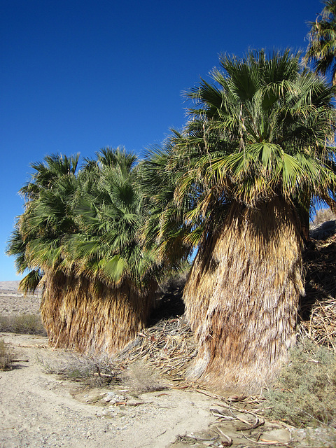 Willis Palms (4138)