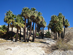 Willis Palms (4140)