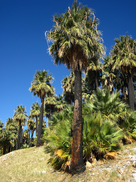 Willis Palms (4141)