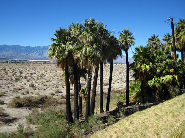 Willis Palms (4142)