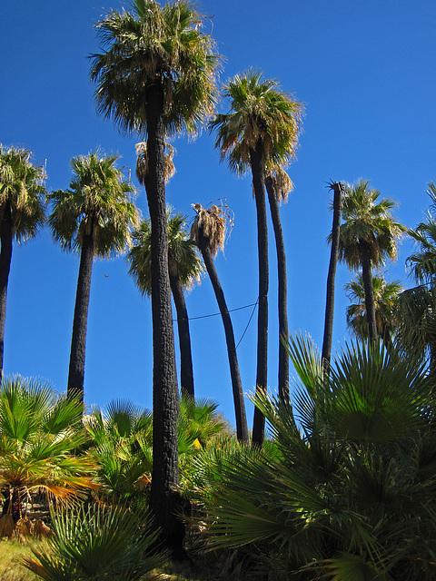 Willis Palms (4143)