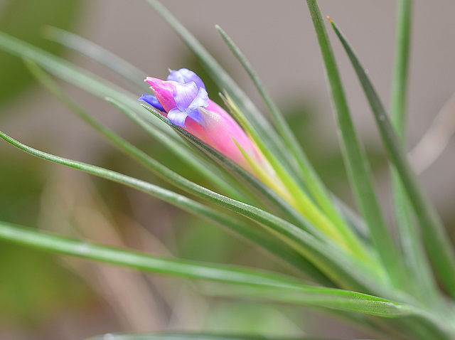 Tillandsia aeranthos 0142