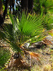 Willis Palms (4147)