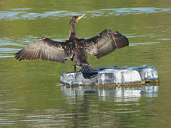 ...cormoran...