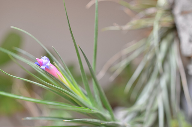 Tillandsia aeranthos 0142-GIMP