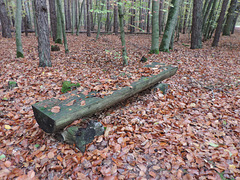 Bank im Herbstlaub