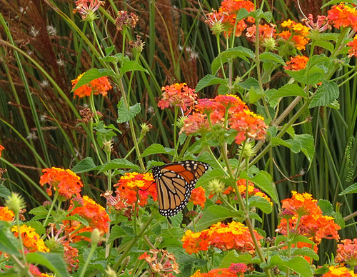 Orange on orange ..