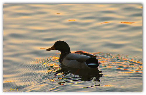 canard à l'orange !