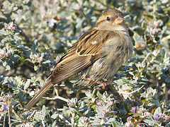 ...moineau ...