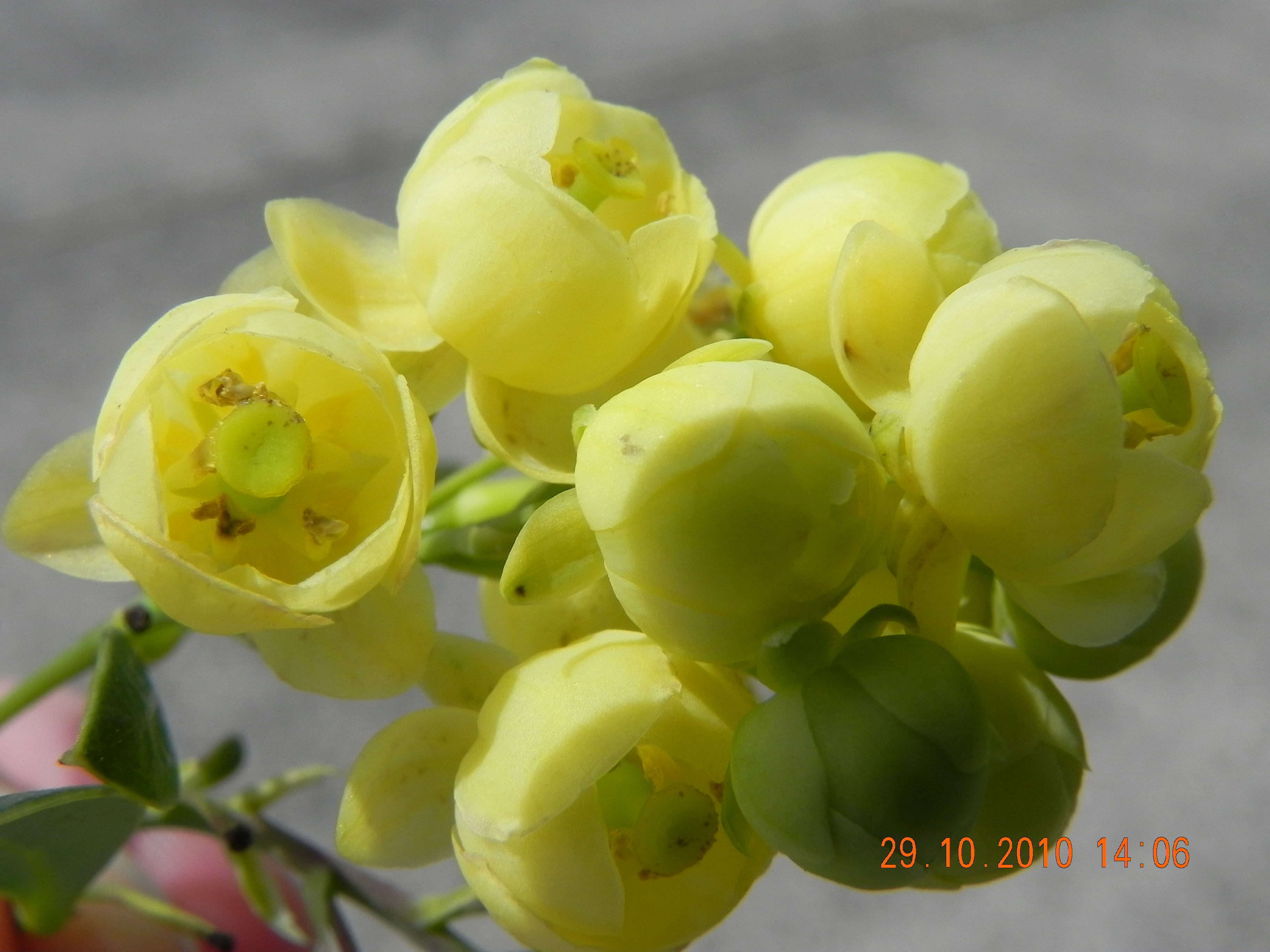 DSCN3556