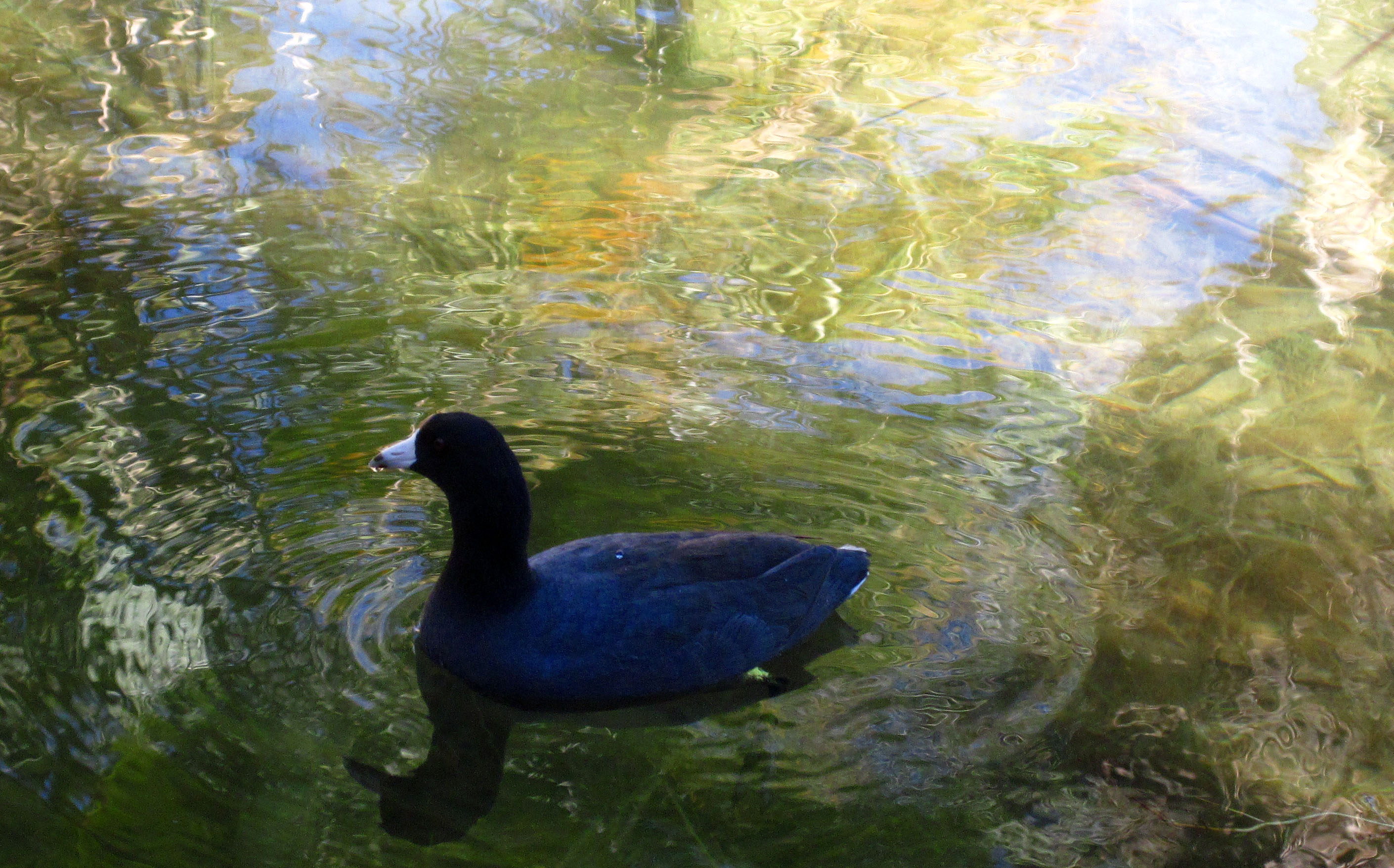 Loon at McCallum Grove (4153)