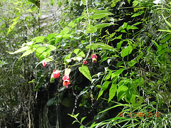 DSCN3590