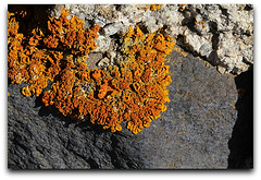 Le rongeur de pierre-Xanthoria elegans