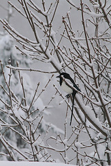 Chercher l'oiseau