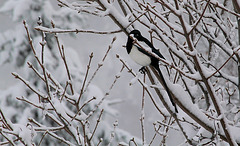 Chercher l'oiseau