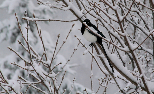 Chercher l'oiseau