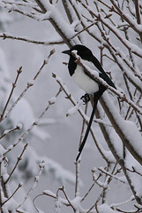 Chercher l'oiseau