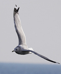 Möwe im Flug