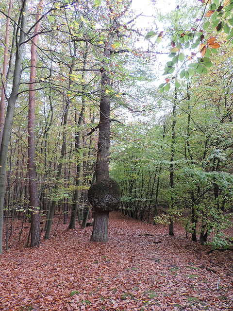 "Kugelbaum" im Herbstlaub